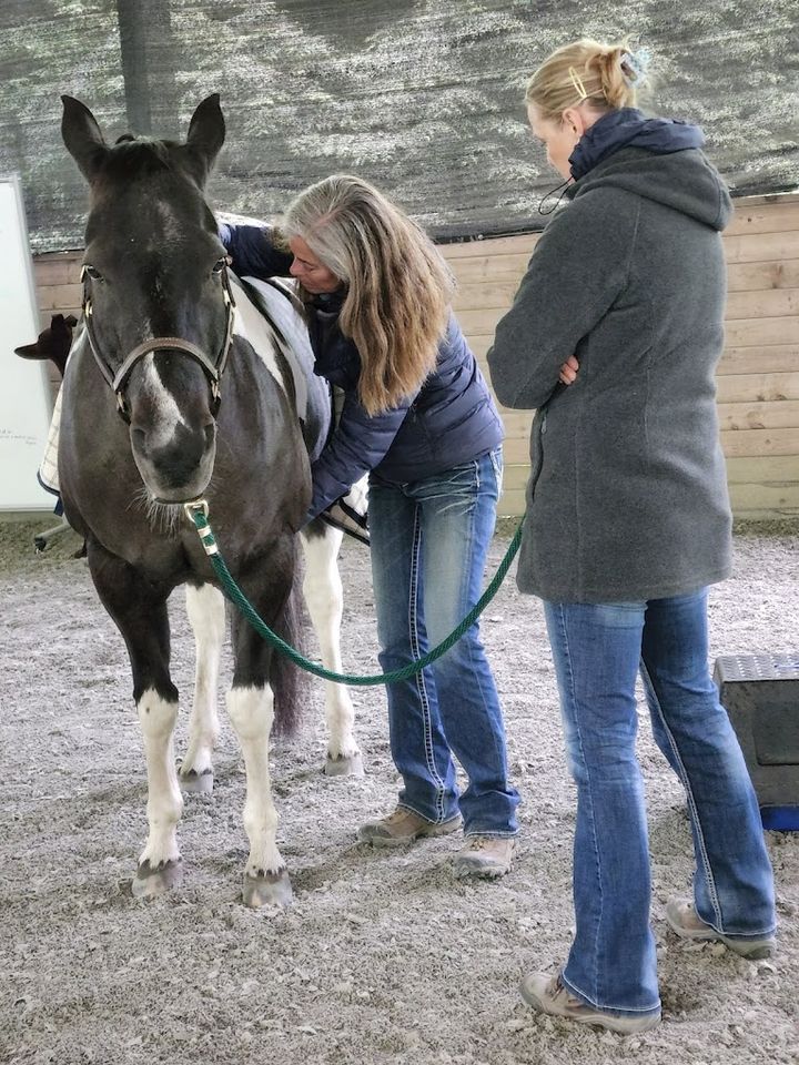  Discovering The Many Layers Of Equine Bodywork With Kim Bauer Public 