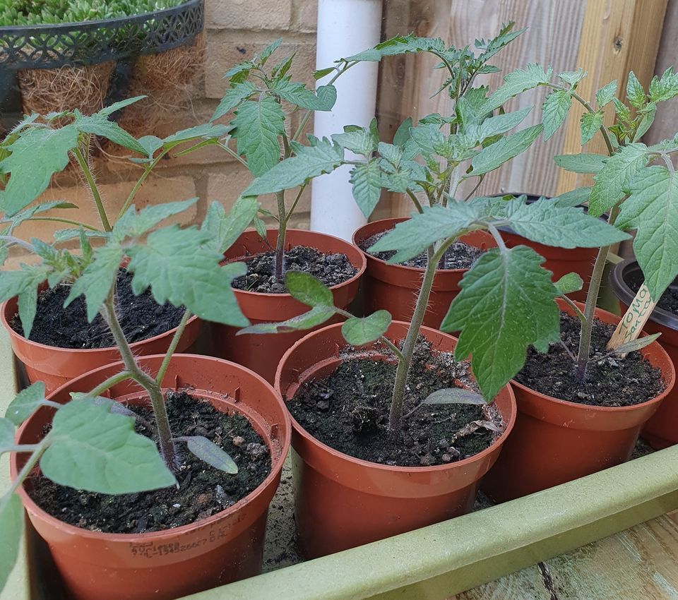 Tasty Planters Seed and plant share and swap, Pierremont Park