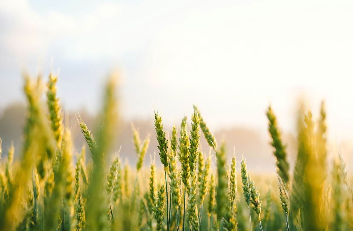 Stardew Valley - Symphony of Seasons - Tucson, 30 January | Event in Tucson | AllEvents