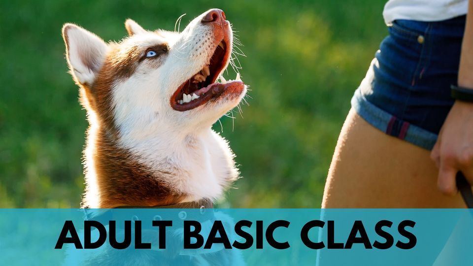 ADULT CLASS, Sit Happens Dog Training, Lafayette, June 13 2023 AllEvents.in