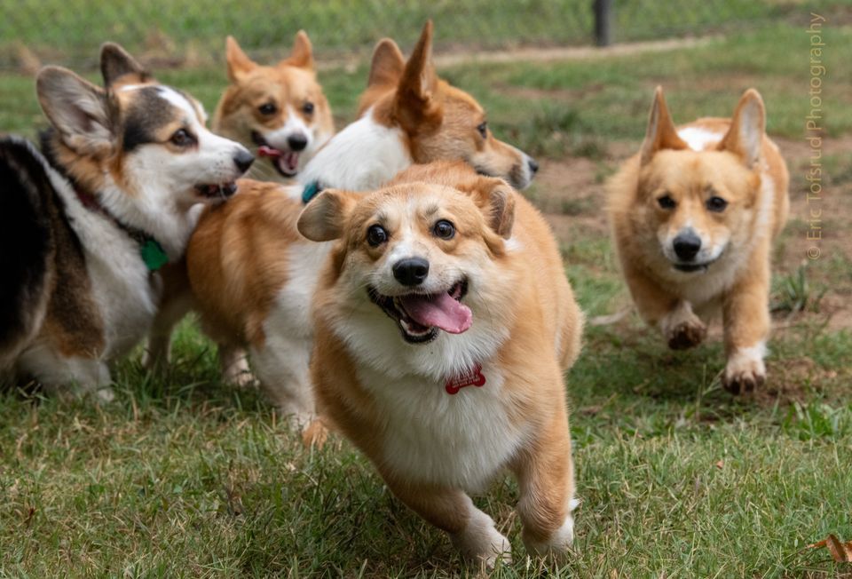 Hagan Dog Park Luck of the Big Meet, Hagan Community Park