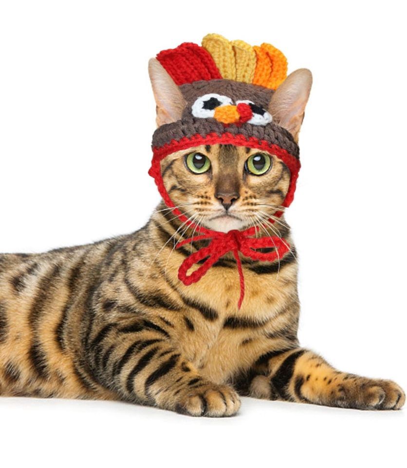 Fall for the Kitties! , Pet Supplies Plus Clarksburg, WV, November 18 2023 AllEvents.in