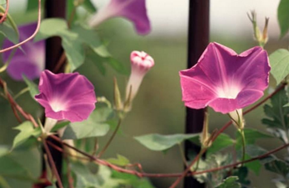 Morning Glory Story Hour, Cushman Library, Bernardston, April 10 2024