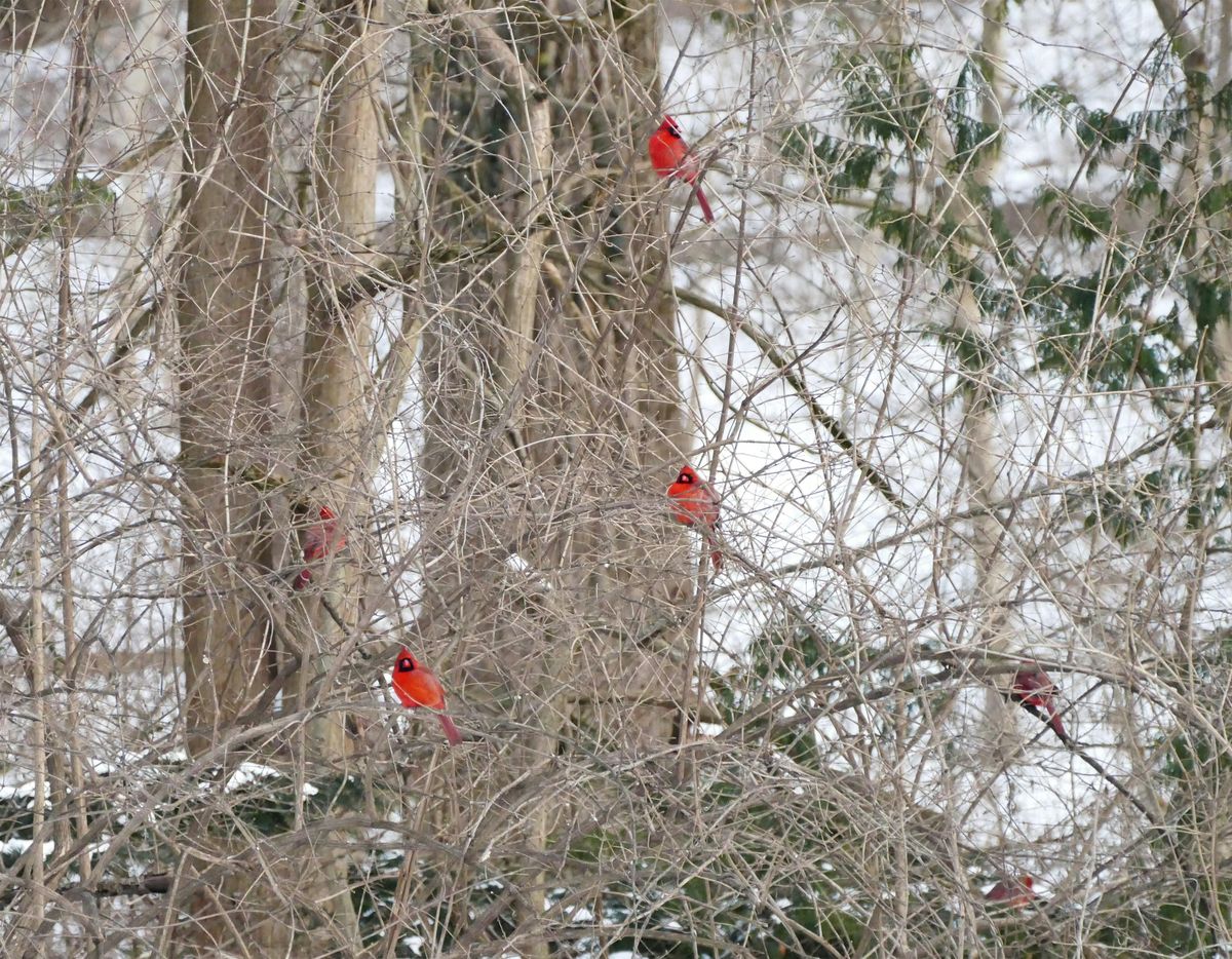 Audubon Christmas Bird Count, 20 December | Event in Philadelphia | AllEvents