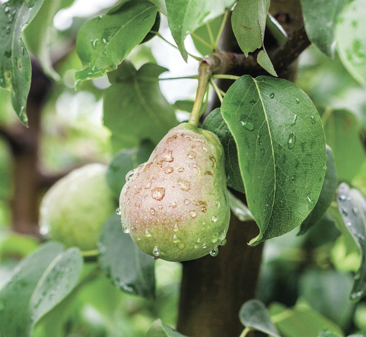 Growing Fruit: All the Essentials, 21 March | Event in Richboro | AllEvents