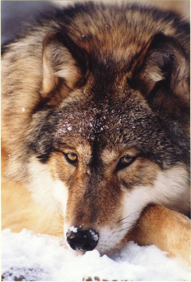 Wolves in Minnesota, Wildlife Science Center, Stacy, 13 April 2024