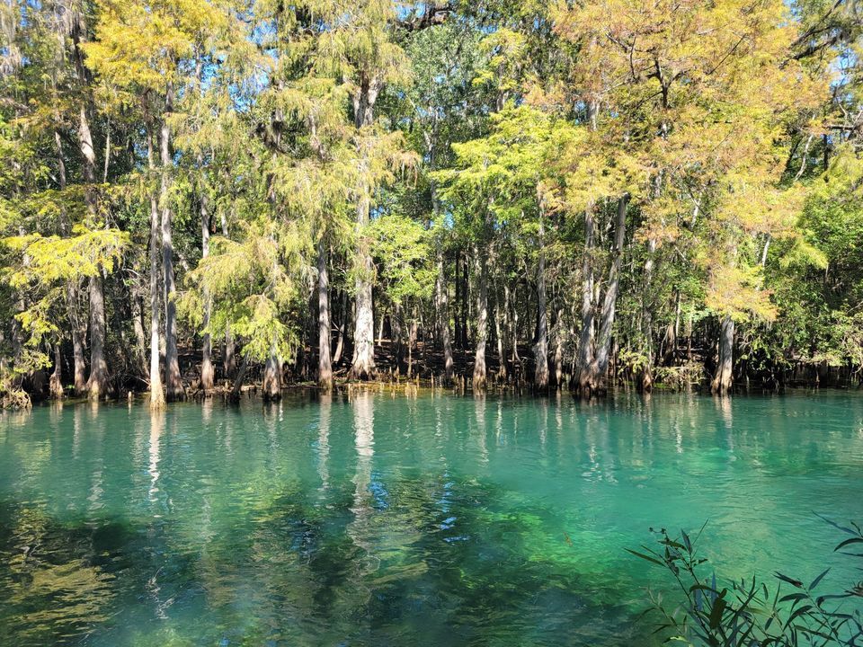 Manatee Glacier Glide, Manatee Springs State Park, Chiefland, 6 January