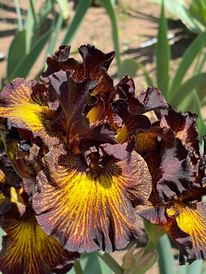 91st Annual Iris Festival, Will Rogers Garden Exhibition Center, Oklahoma City, 29 April 2023