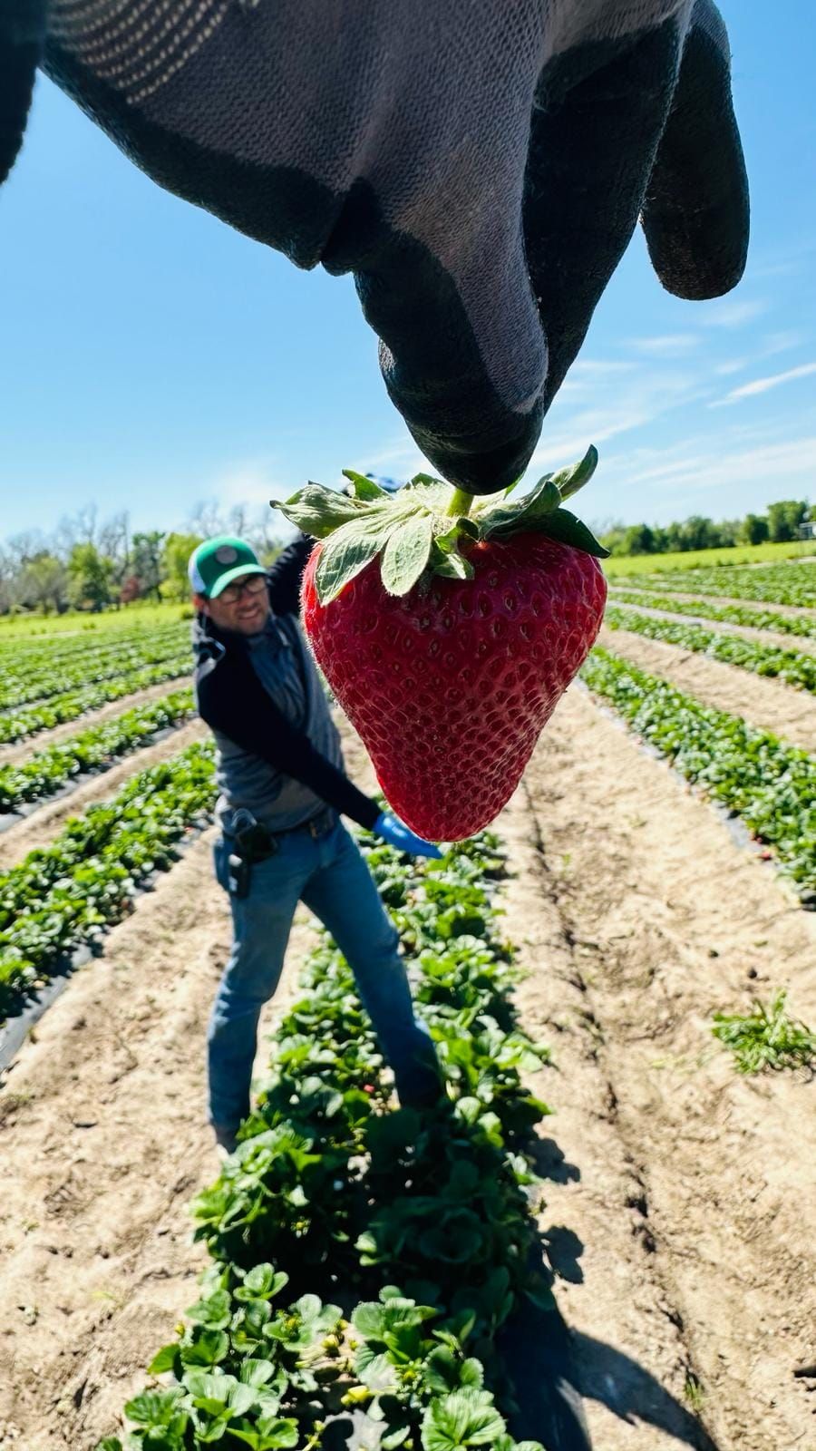 Strawberry Fields, 26 February | Event in Onalaska | AllEvents