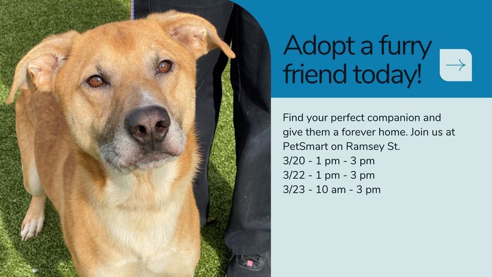 PetSmart Adoption Event, PetSmart (Fayetteville, NC), 22 March 2024