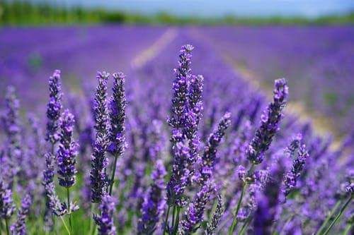 Canceled Until June 2022 Ojai Valley Lavender Festival Libbey Park Ojai June 26 2021 Allevents In Ojai Lavender Festival 2022