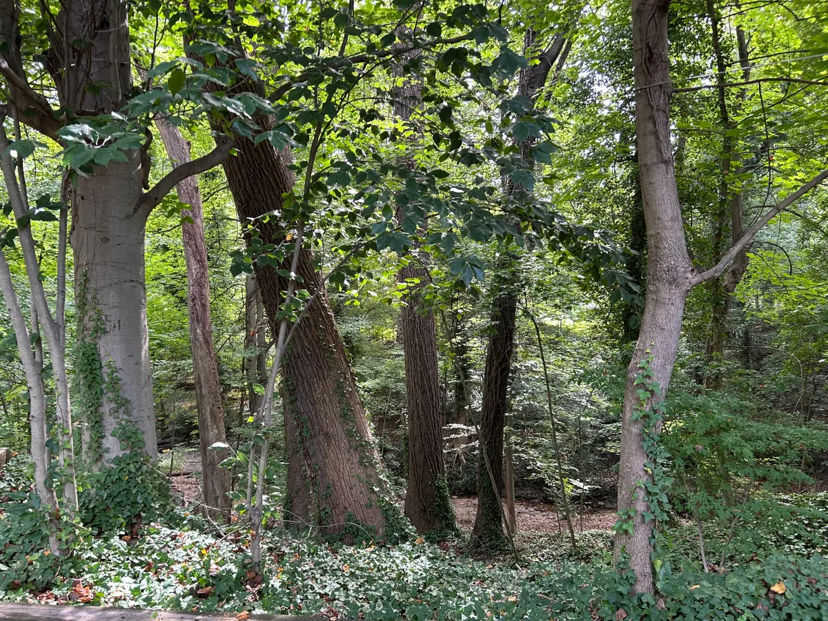 New Years Eve hike and campfire