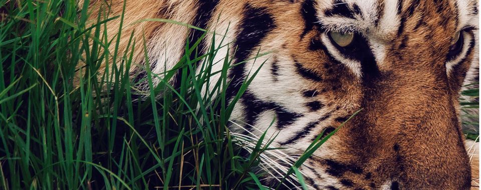 MN Zoo Wild Nights with Malamanya, Minnesota Zoo, Bloomington, June 8 2023  | AllEvents.in