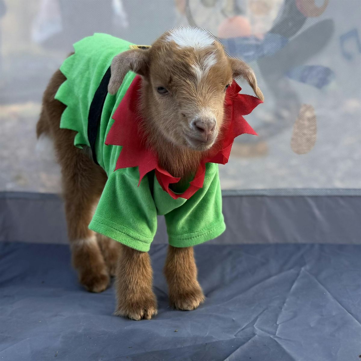 Baby Goat Yoga  with Santa’s Little Elves at Bela Vida Avon CT, 20 December | Event in Avon | AllEvents