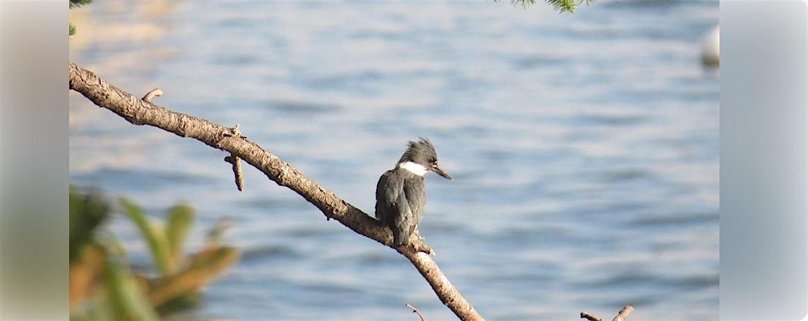 Second Sunday Birding at Little Squalicum Estuary, 14 December | Event in Bellingham | AllEvents
