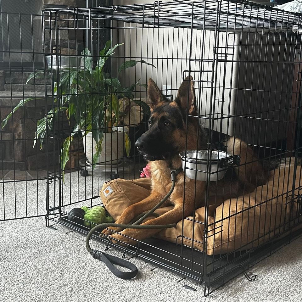 Housebreaking & Kennel Training and Puppy Social , The Classy