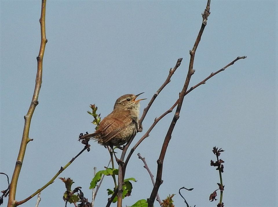 Bird song identification workshop the naze education and visitor