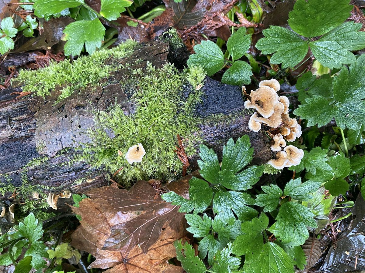Trails Less Travelled: Whistle Wetlands