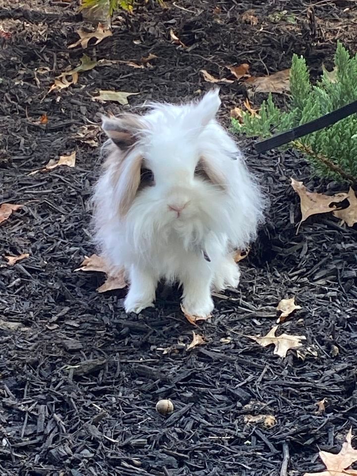 Foster rabbit meetngreet, East Memphis, Memphis, Fisherville