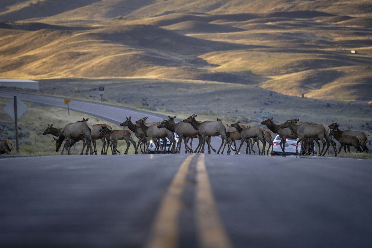 Pathway to Progress: A Year-End Celebration with Yellowstone Safe Passages, 11 December | Event in Pray | AllEvents