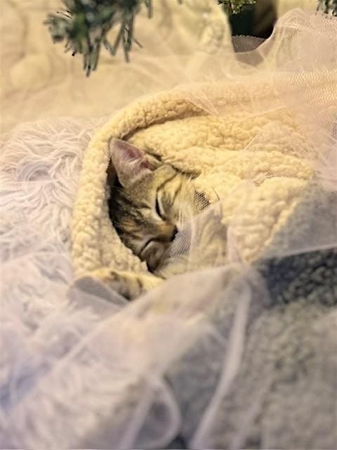 SafeMeasures Basic Navigation | Event in Murfreesboro | AllEvents