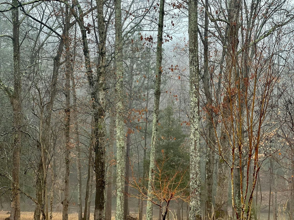 Unleafed Tree Unleafed & Unveiled: Winter Tree ID Walk, Poplar Road & Kirkland Walk ...