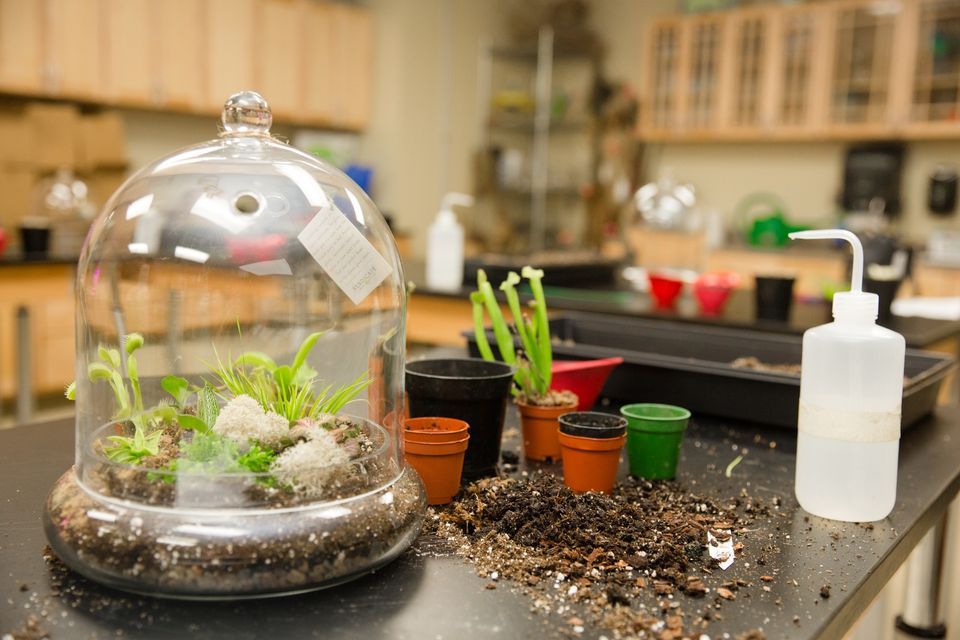 Advanced Terrariums, Greater Des Moines Botanical Garden, January 25