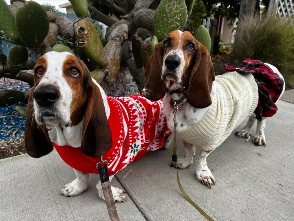 Los Osos Christmas Parade featuring the Bassets of SLO county, Los