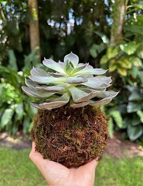 Kokedama Workshop, 18 April | Event in Silver Spring | AllEvents