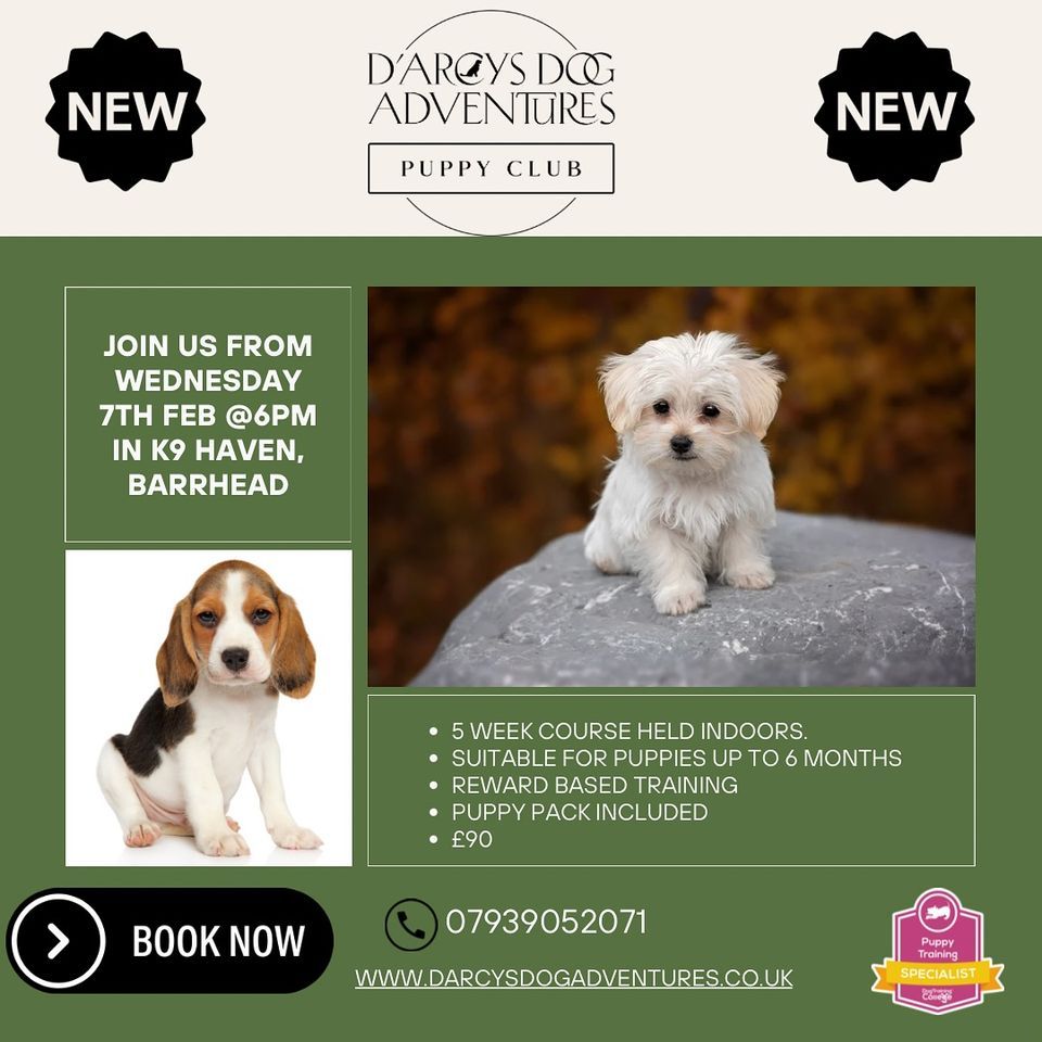 Puppy Club, K9 Haven doggy daycare, Barrhead, February 7 2024