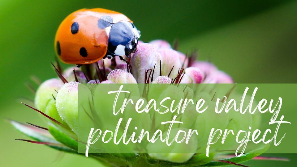 Treasure Valley Pollinator Project, Vine and Branch Ranch, Caldwell, 5