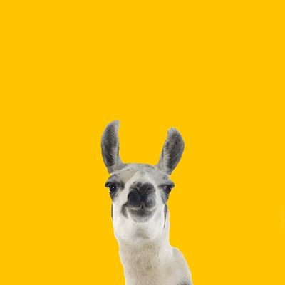 EPIC LLAMA