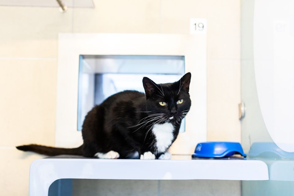 Cats Protection Promotional Stand, Asda (Fareham), Portsmouth, January