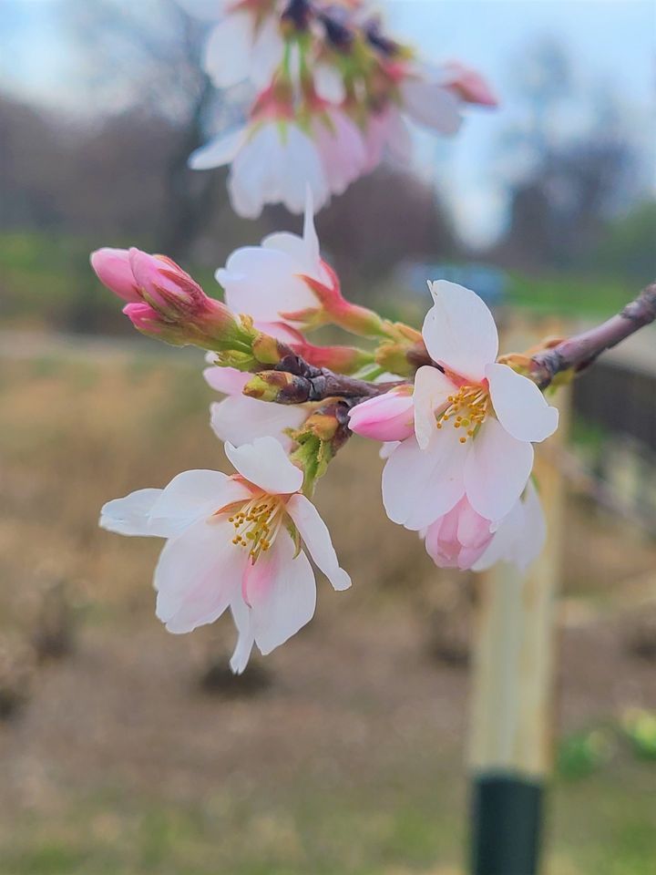 Cherry Blossom Festival at Franklin Park; Kimono Photo booth , Franklin