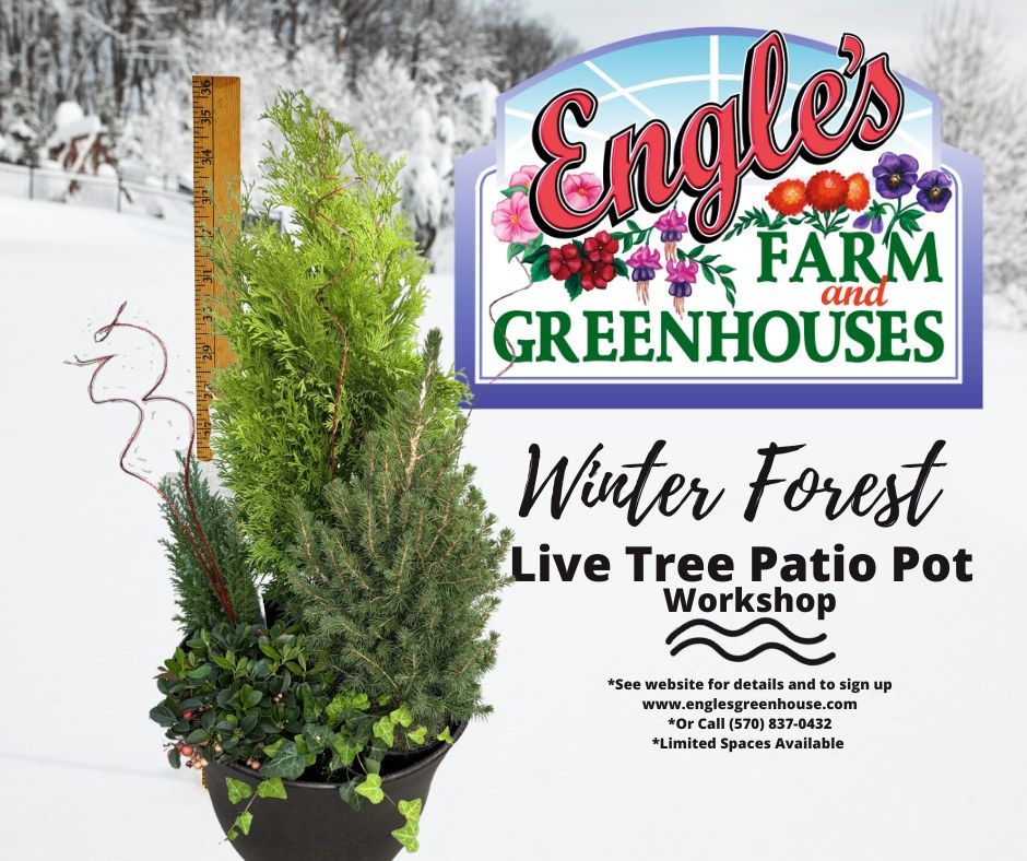 Winter Forest Patio Pot, Engle's Greenhouse, Mount Pleasant Mills