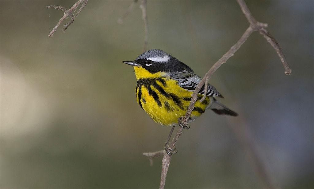 Advanced Ornithology, 2 May | Event in Hillsborough | AllEvents