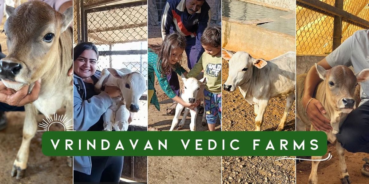 Truly Desi - Vrindavan Punganur Cow Farm | Event in Pune | AllEvents