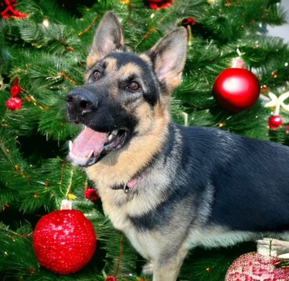 Holiday Photos at My Pet Store and More , Timonium, My Pet Store and