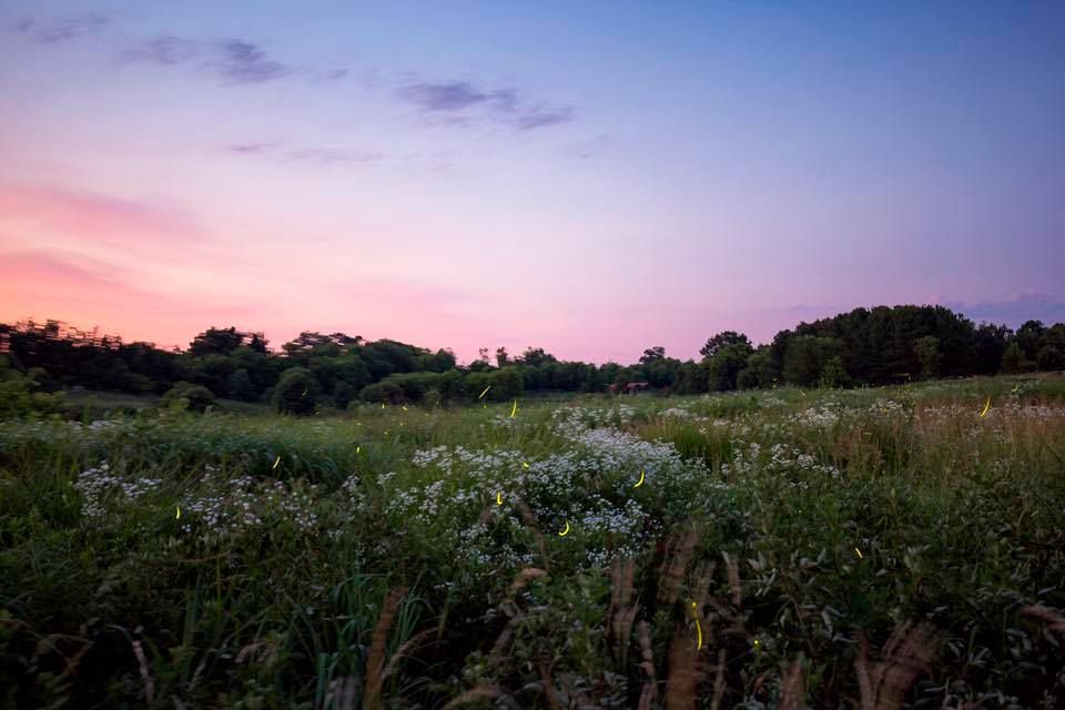 PrairieFest, Prairie Ridge Ecostation, Raleigh, June 3 2023 AllEvents.in