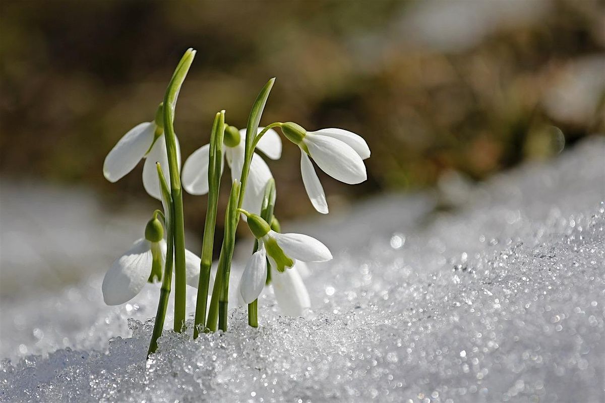Snowdrop Crochet Workshop, 7 February | Event in Barton-upon-Humber | AllEvents