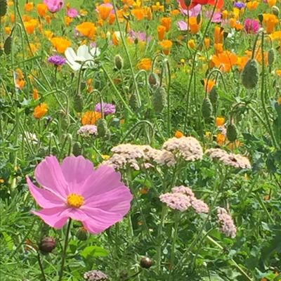 Events, walks and family activities logo