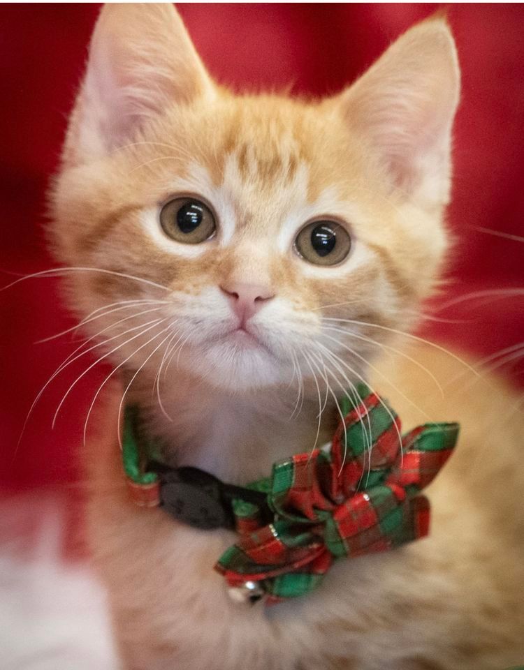 Huge Kitten Adoption Fair! , Pet Food Express (San Jose North