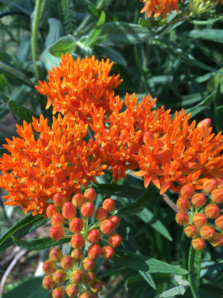 Native Plant Sale, Wild Birds Unlimited (Charlotte, NC), April 29 2023