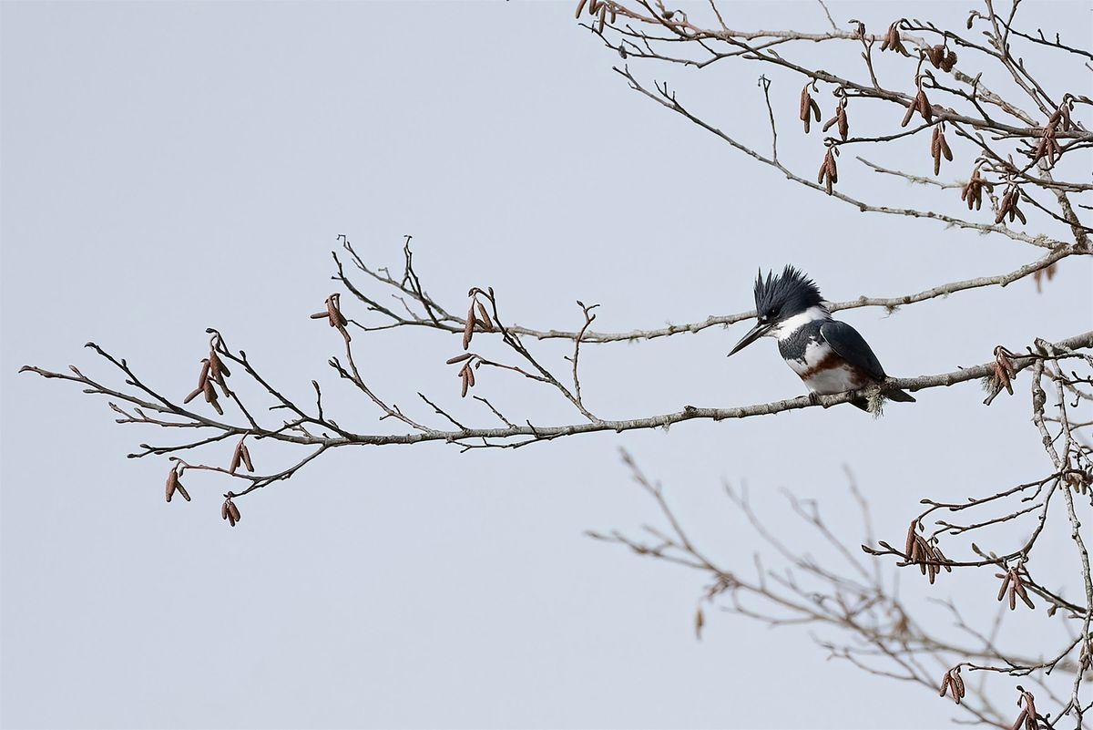 Downriver Caravan Birding Blitz, 14 February | Event in Ecorse | AllEvents