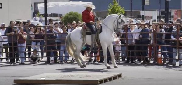 Cherry Festival Dancing Horse Competition At Sedition Brewing Co Sedition Brewing Company The Dalles July 4 2020 Allevents In Cherry Festival The Dalles 2022