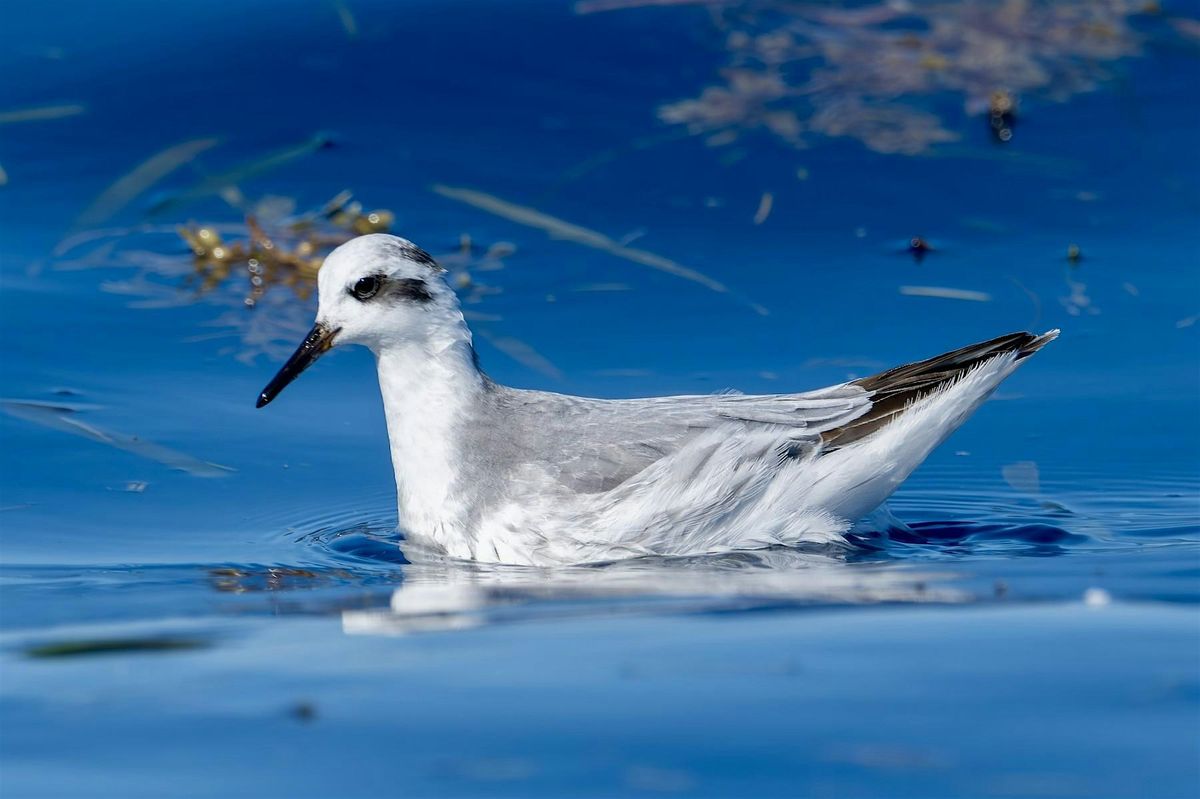 Palm Beach Pelagics 12/27/2025, 27 December | Event in Boynton Beach | AllEvents