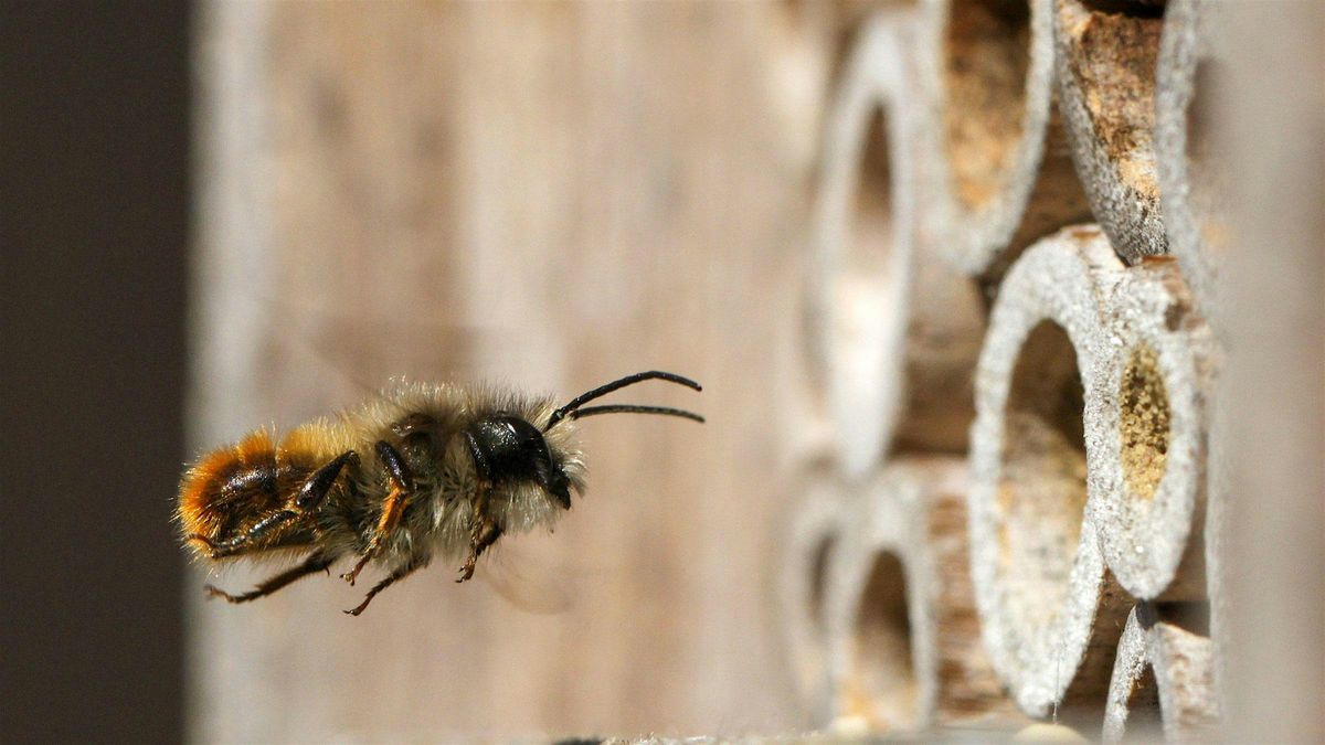 Mason Bees, 21 February | Event in Sparks | AllEvents