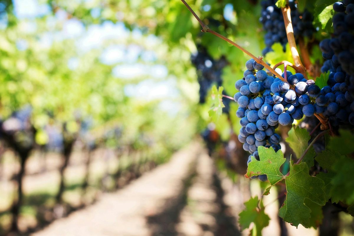 Wine Tasting: Lesser Known Grapes Making a Comeback