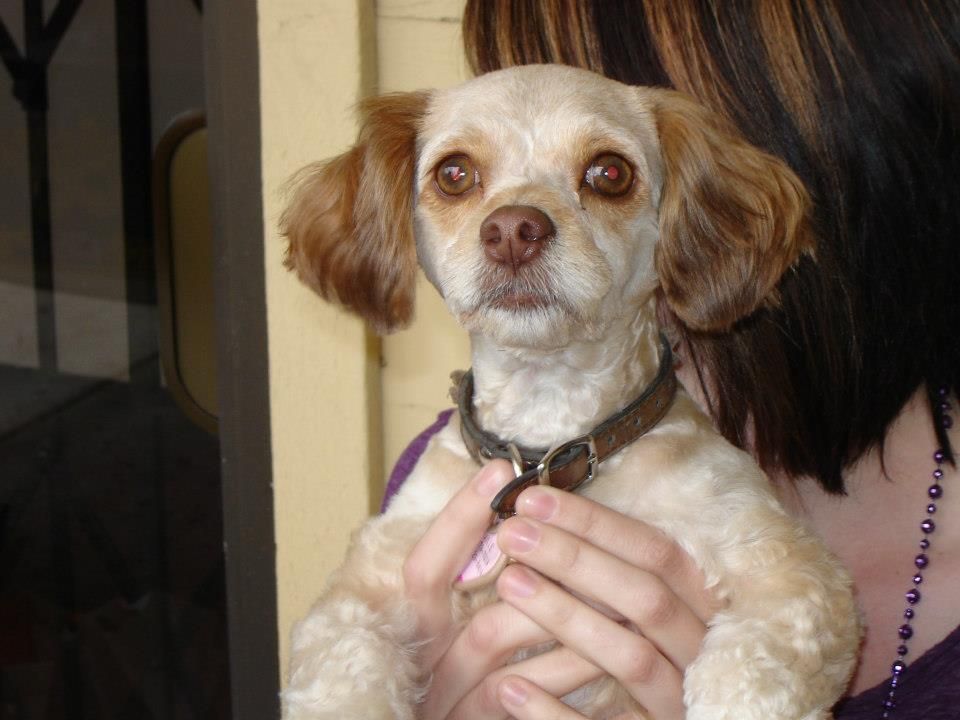 Dental cleaning for dogs and cats , 4332 South St, Lakewood, CA