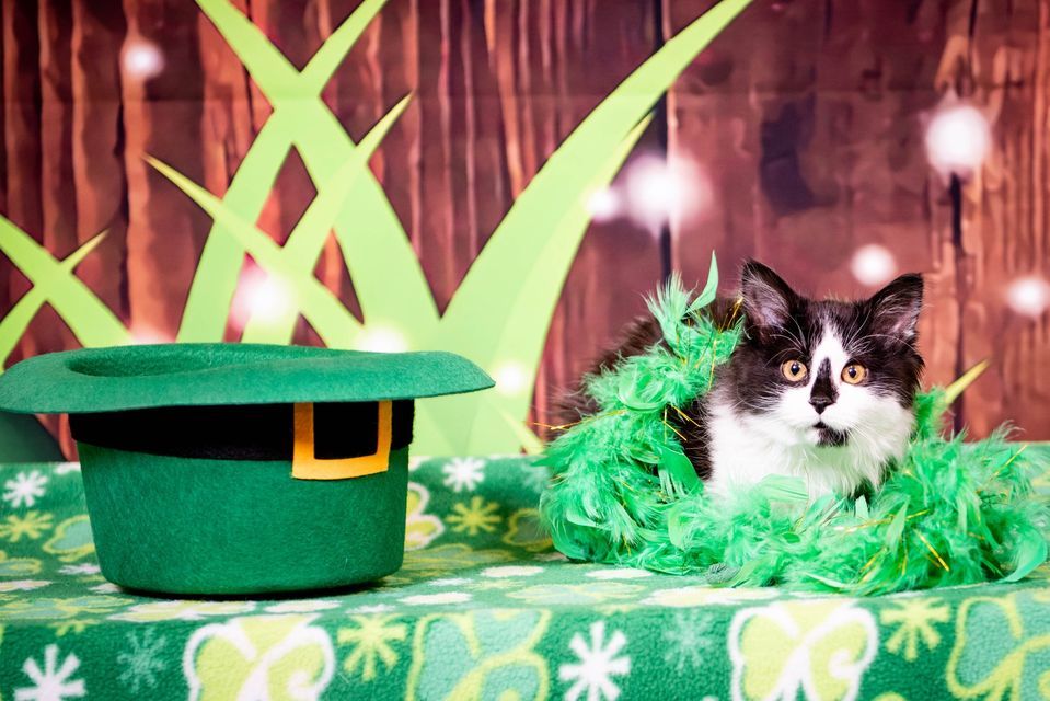 st patricks day pet photo